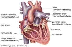 Cross Section of human heart