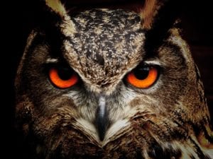 owl face with red eyes