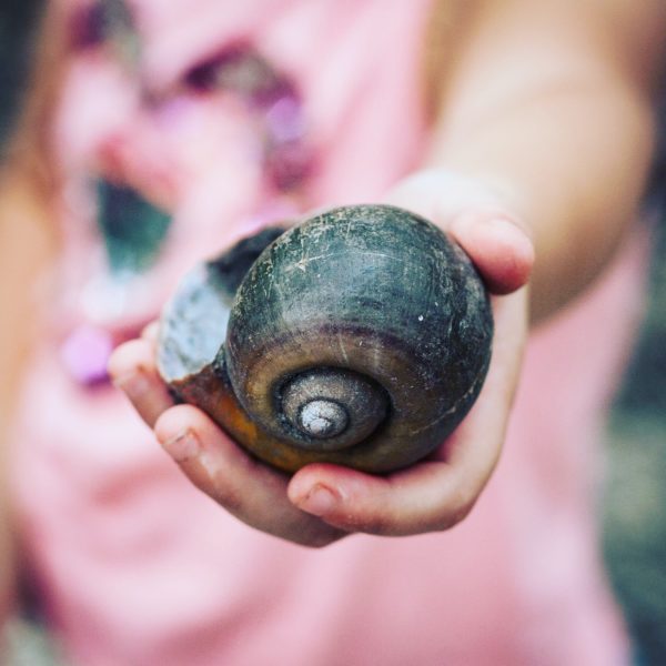 child hand holding large empty snail shell