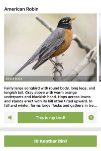 American Robin Merlin Bird ID app