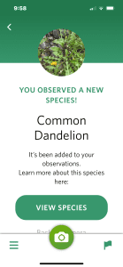 common dandelion identified!
