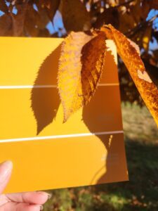 Comparing a paint sample chip to a leaf.